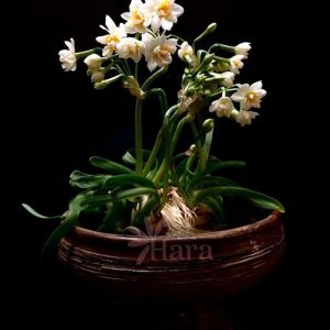 binh-cam-hoa-gom-su-dang-ly-trong-thuy-tien10